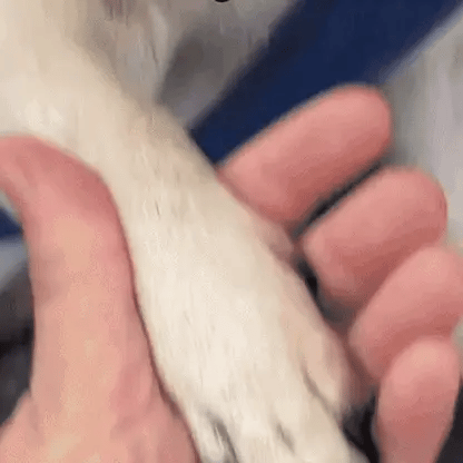 SafeClip – Trim your dog’s claws without risk or stress